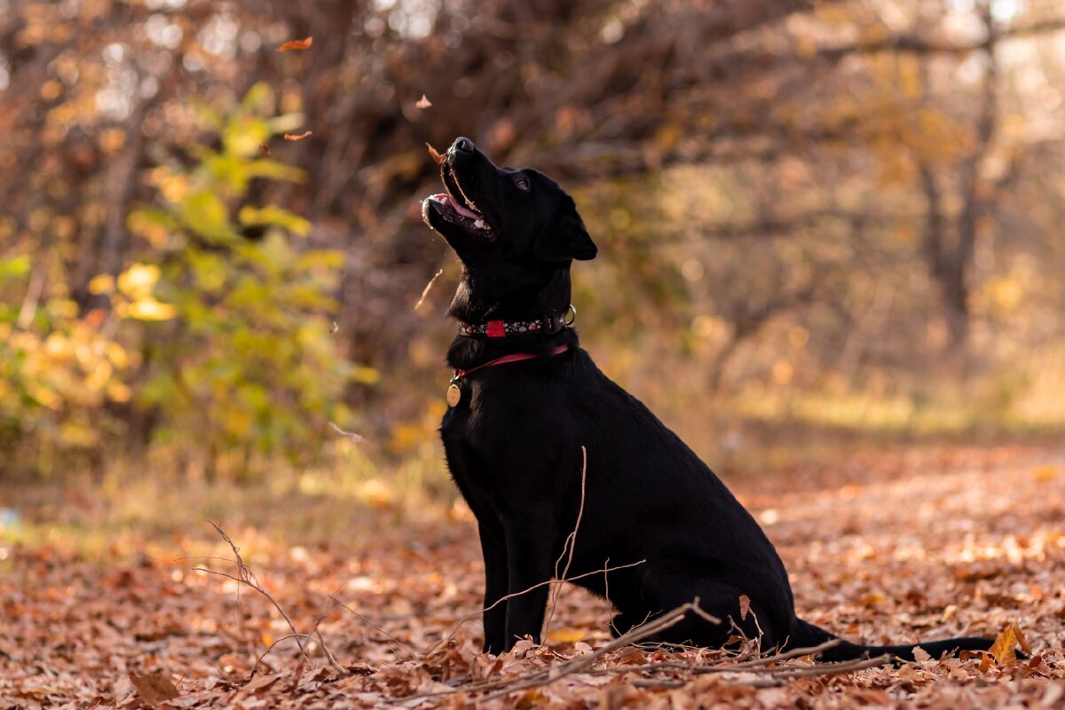Лабрадор Ричи, прекрасный и воспитанный мальчик