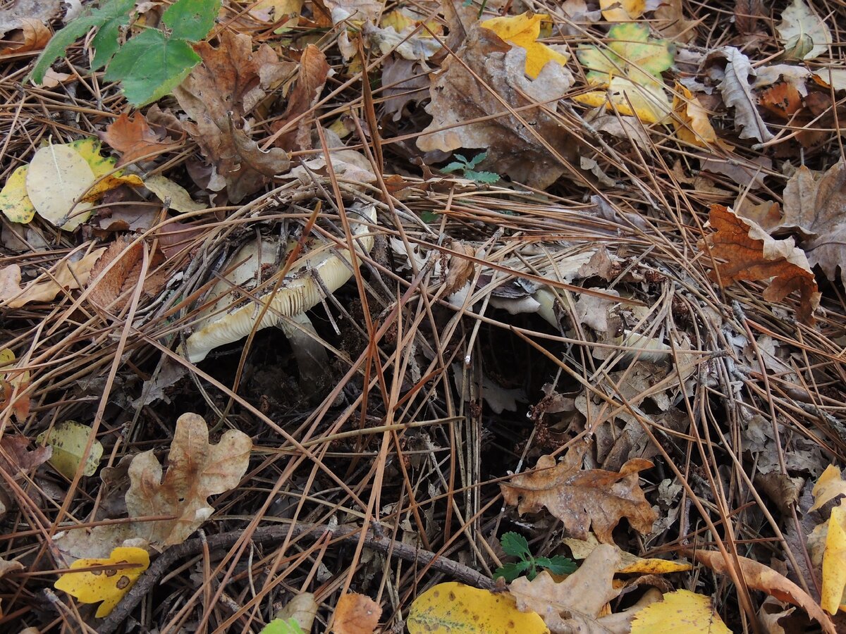 бледные поганки