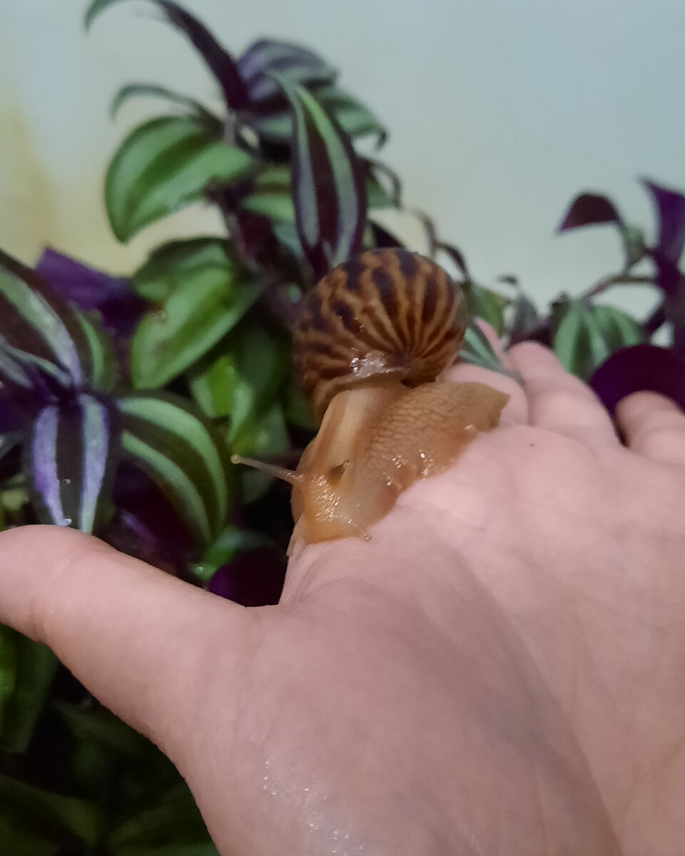 Уже подросла