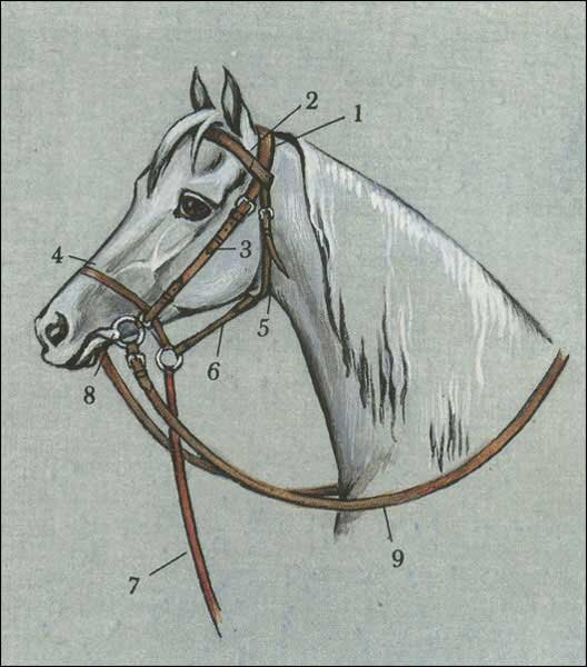 1 - суголовный ремень; 2 - налобный ремень; 3 - щечный ремень; 4 - переносный ремень; 5 - подбородный ремень; 6 - соединительный ремень; 7 - чумбур; 8 - трензельное железо (удила); 9 – поводья