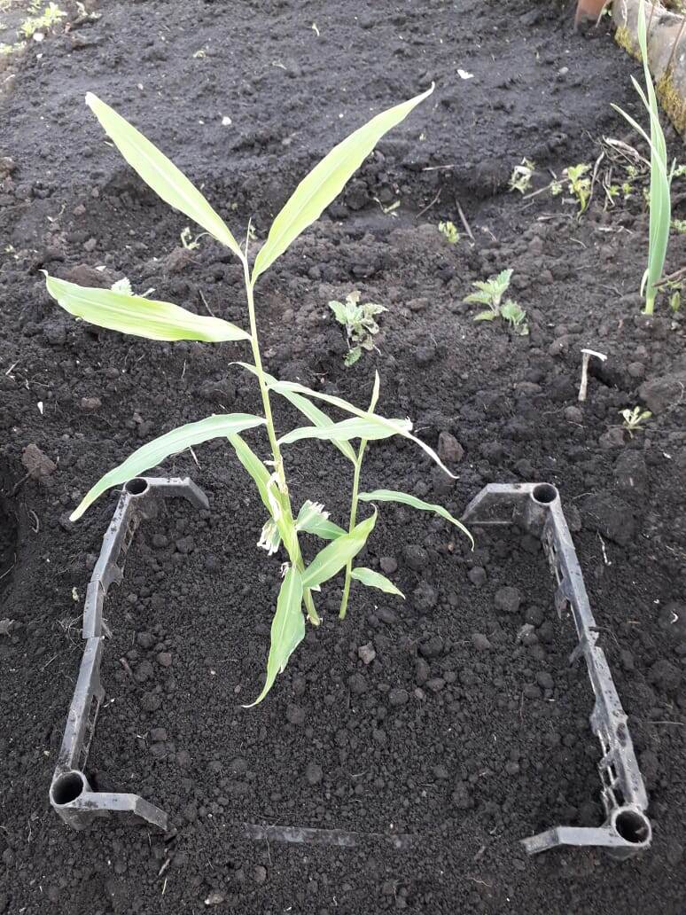 Фото  из  личного  архива.  ВЫСАЖЕН    В    КОРЗИНУ,  ВДРУГ   И    КОРЕНЬ     КАКОМУ  НИБУДЬ    ГРЫЗУНУ    ПОНРАВИТСЯ