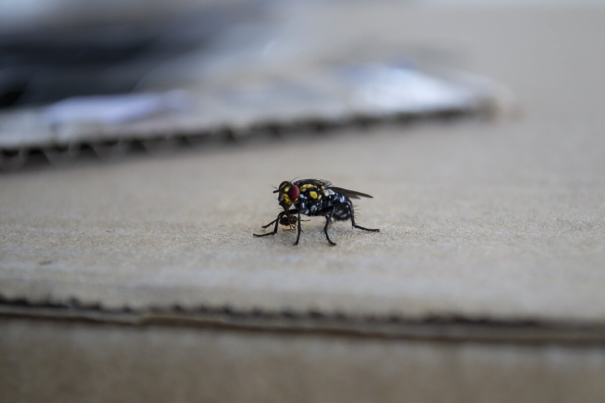 Некоторые виды мух переносят различные заболевания.