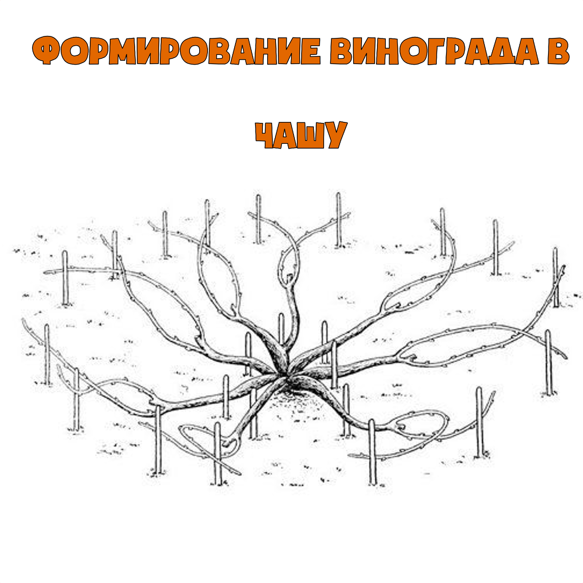 Формирование винограда в 2 рукава схема