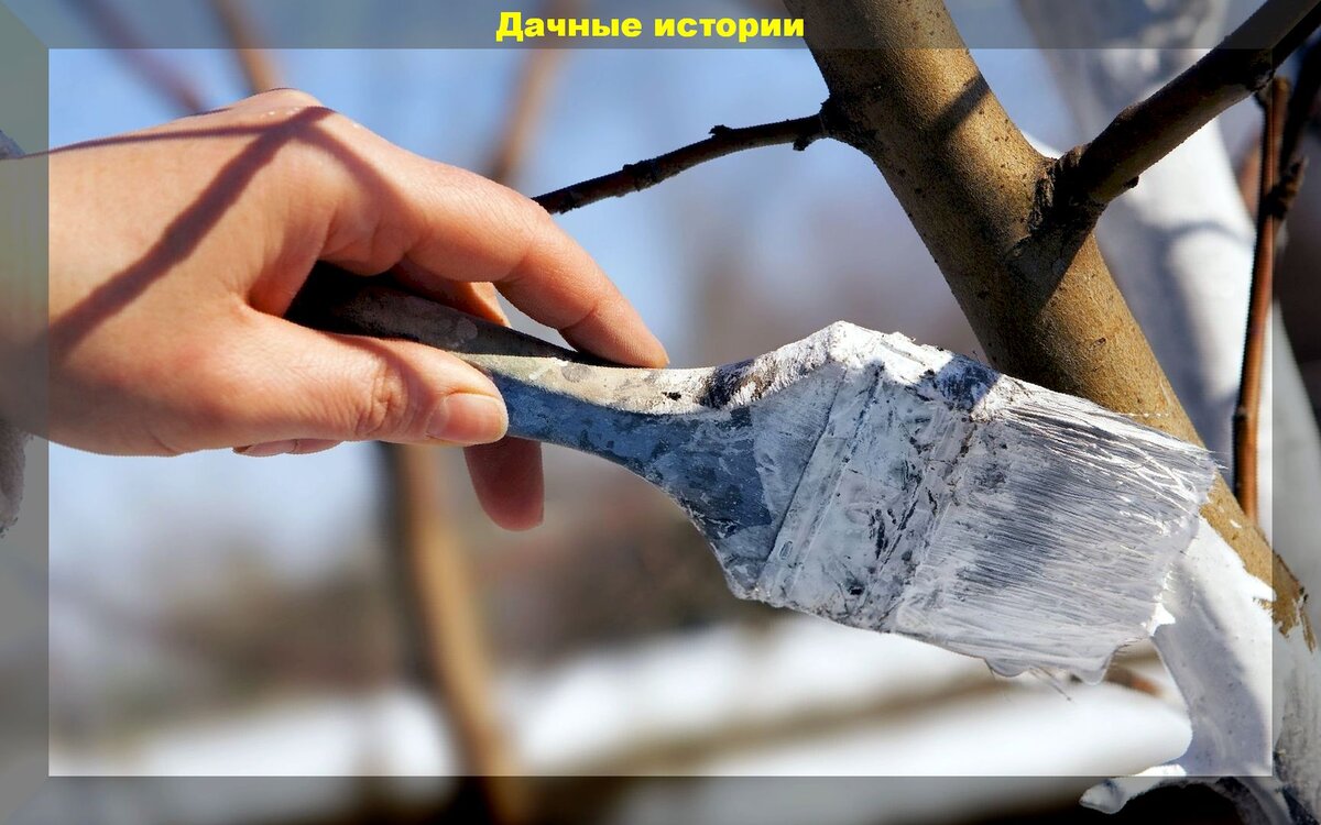 Побелка для деревьев своими руками несмываемая весной