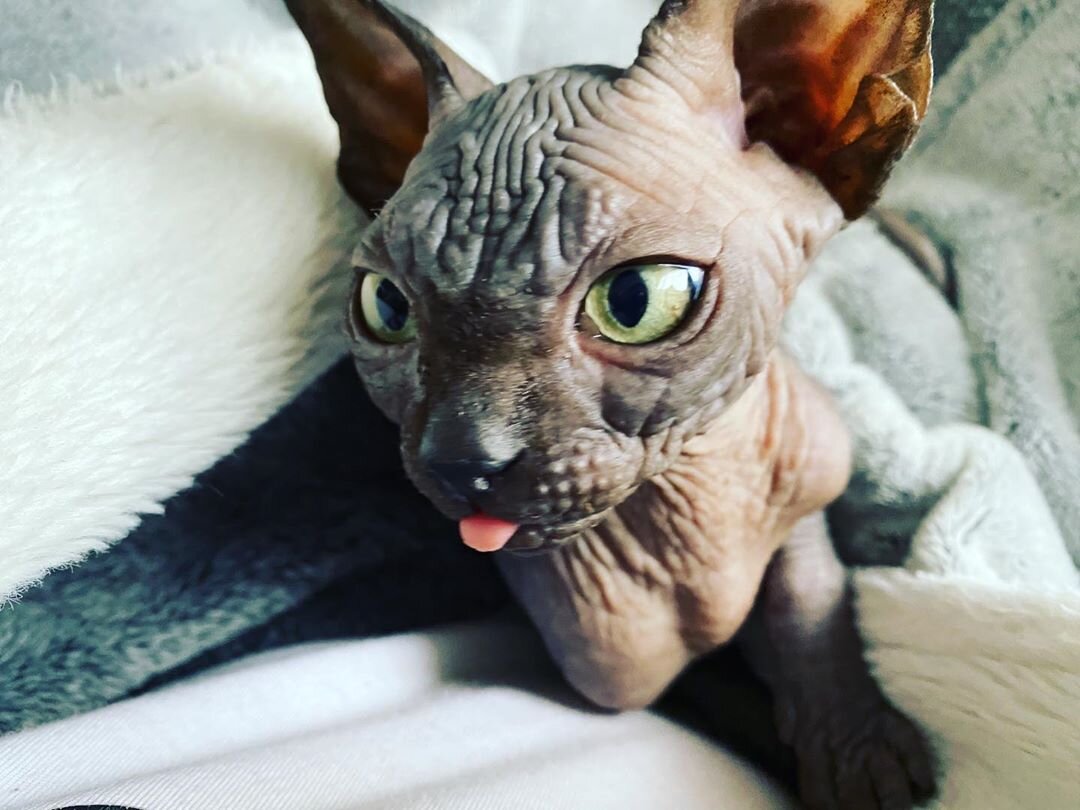 https://www.instagram.com/sphynxpablo