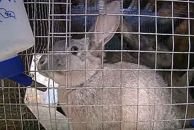 Причины возникновения поноса у кроликов