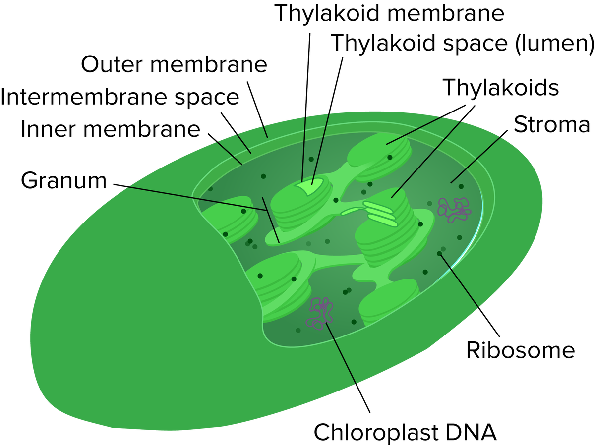 _Image modified from "Chloroplast mini," by Kelvin Ma (CC BY 3.0)._