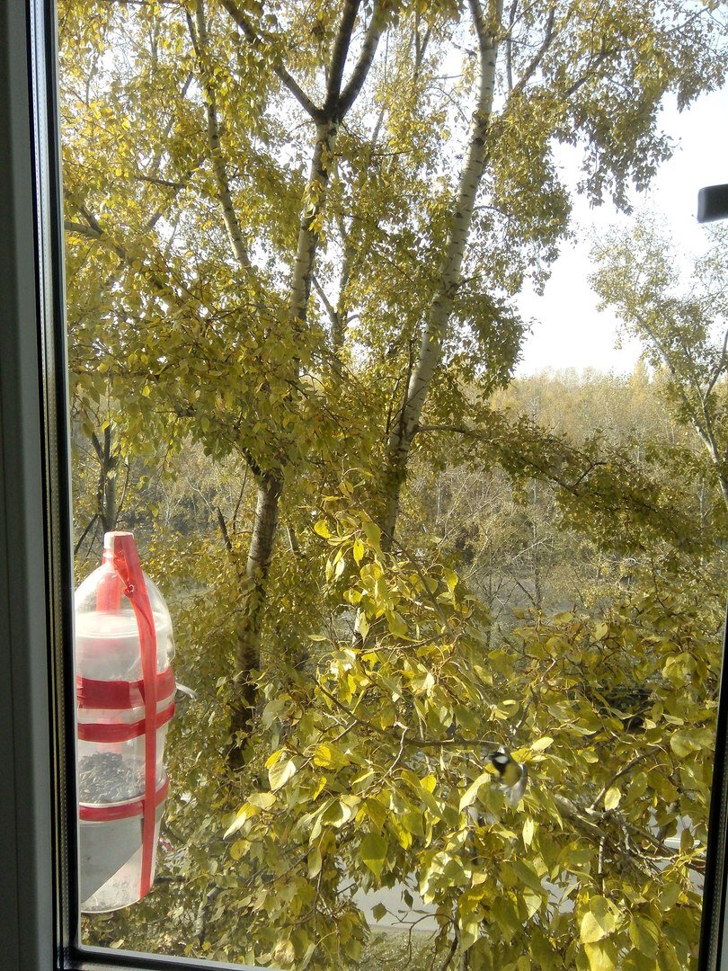 Найдите Синичку !! Нажимайте на стрелочку, листайте галерею 