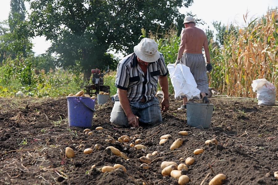 Сбор урожая картофеля