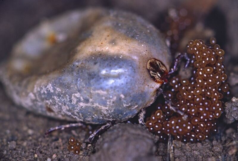 Фото из статьи Here's What You Need to Know About That Scary Photo of a “Tick Nest” Everyone Is Talking About (yahoo.com)