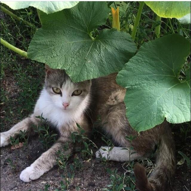 Кошка под кабачком. Фото из архива автора. 