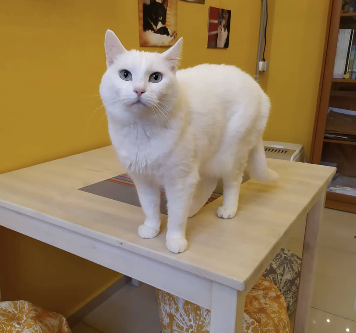 Красавица Вайтуша - все посетители восхищаются, но дом она так и не обрела