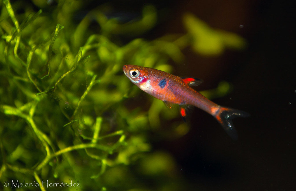 "Rasbora moteado" by Nekmoon is licensed under CC BY-NC-SA 2.0 