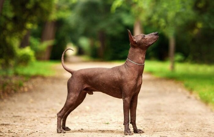 открытый источник