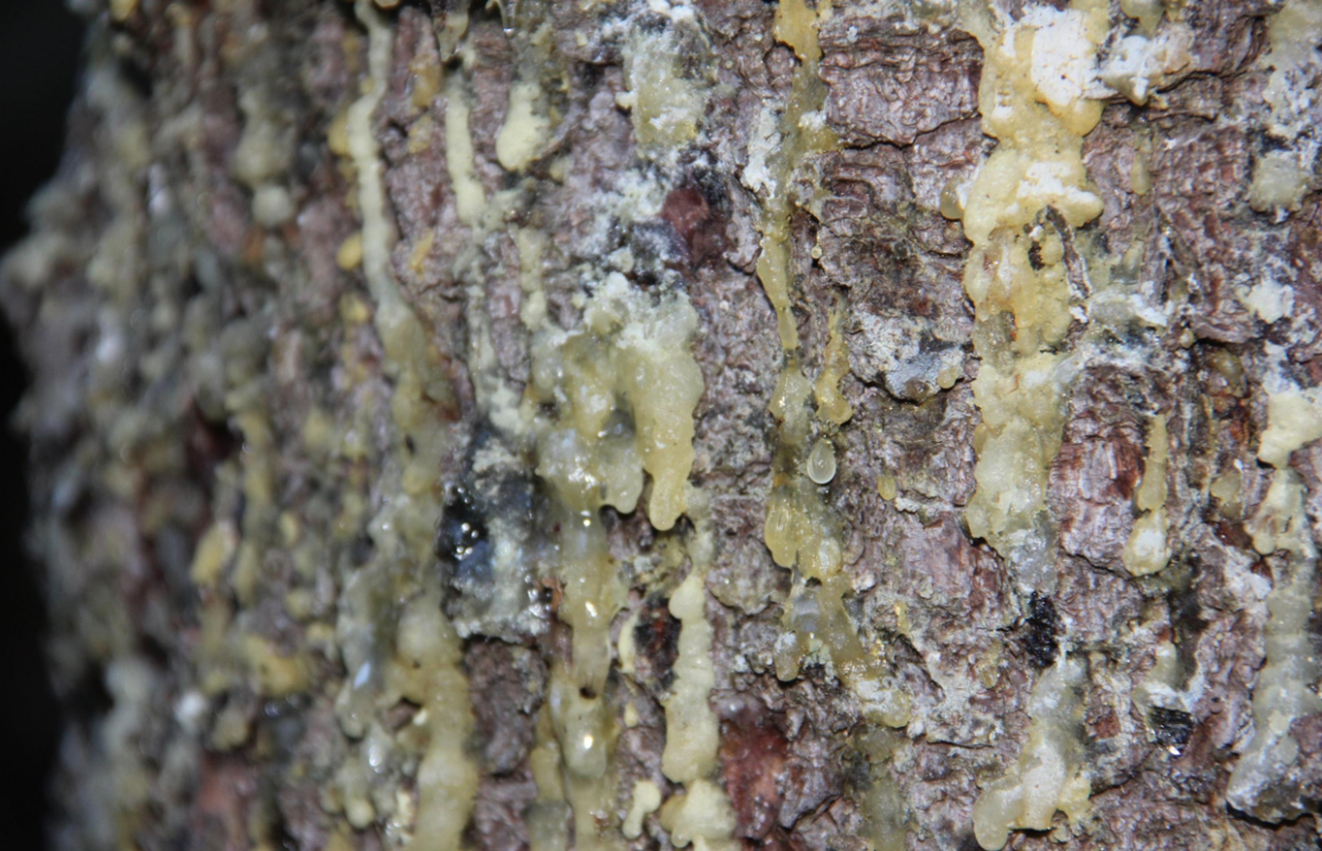 Натёки живицы на поверхности еловой коры