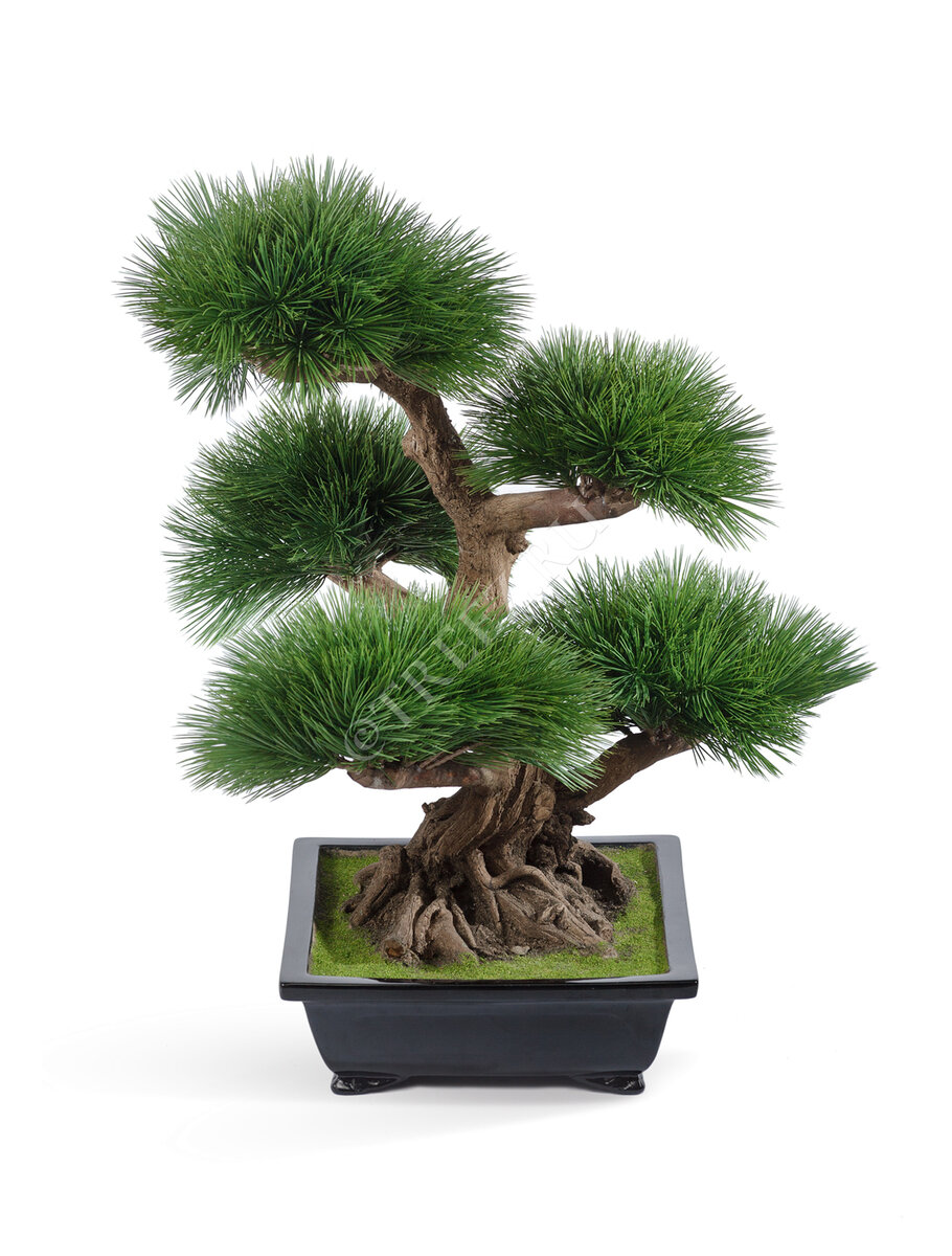 Бонсай Сосна Элит в керамическом кашпо