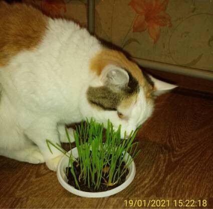 Приятного аппетита