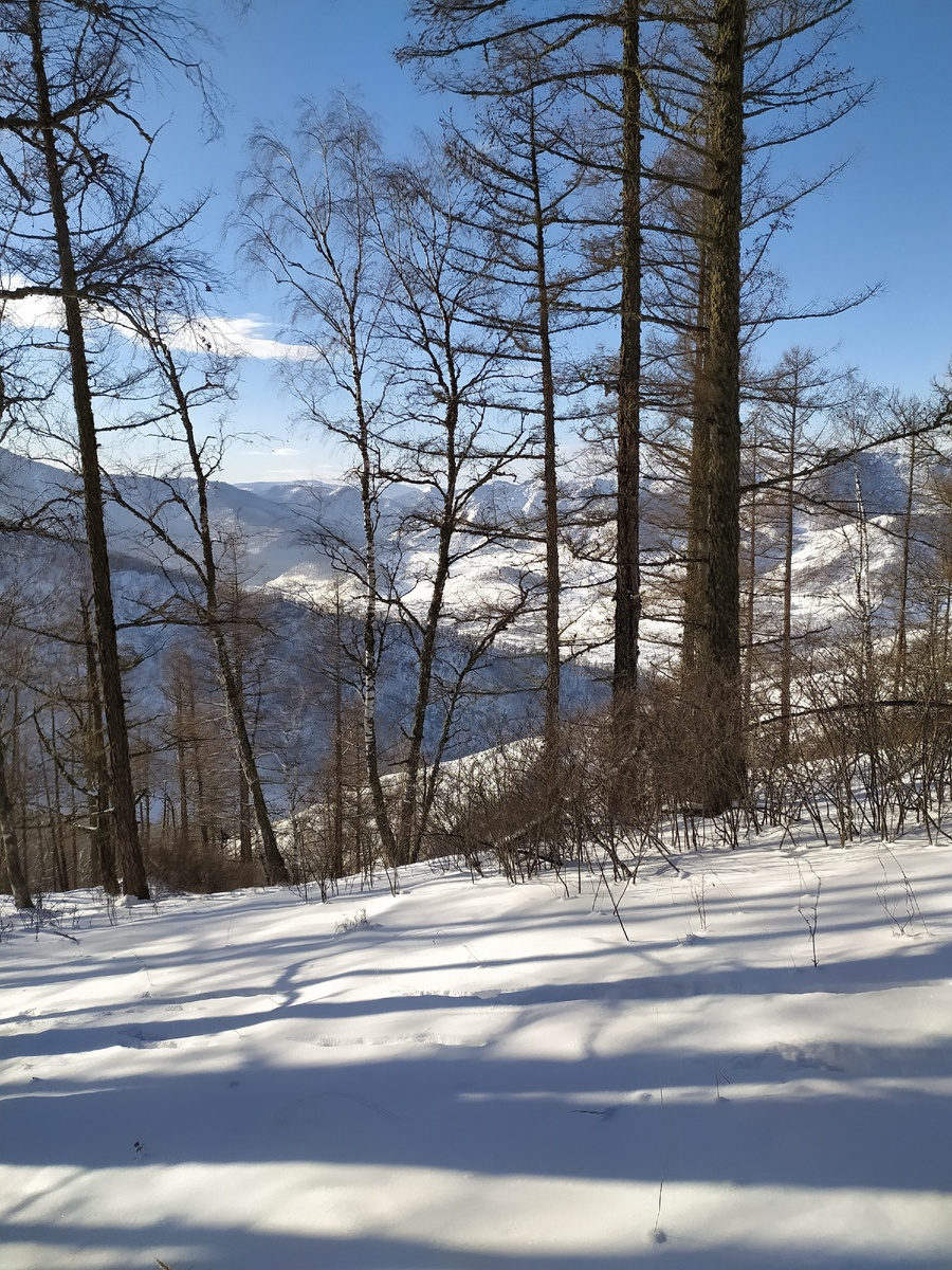 Алтайская тайга в январе