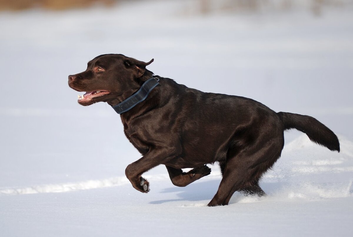 Яндекс картинки petshealth.ru