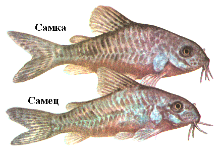 Самка и самец коридорасы