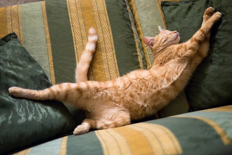 Мое любимое упражнение - "лёж лёжа".