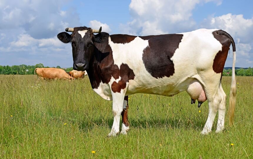 фото из свободного доступа