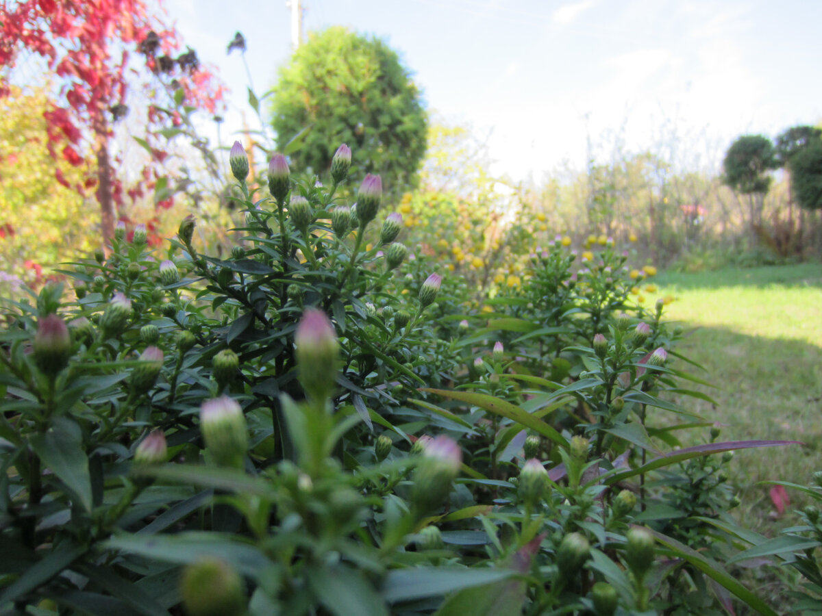 Я называю эти наши туи именно так. И ещё яйцами Фабарже. Ведь похоже?! На этом фото в кадр попало 4 штуки, но за той, которая ближе, вдалеке ещё две. Итого этих вечнозел6ных чупа-чупсов 6 шт. Все они на самом виду, у калитки. Хорошо видны с улицы