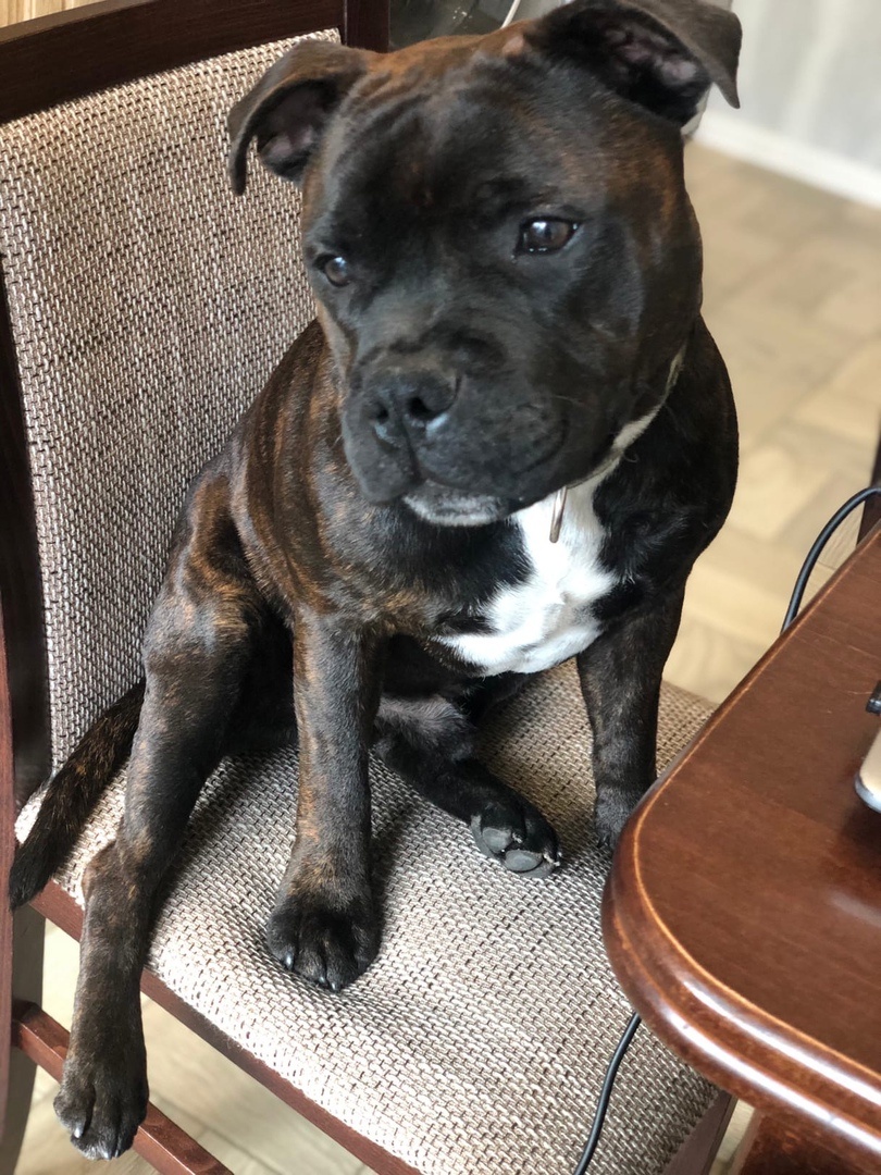 Это Буч ждет ваших лайков под прошлым постом...