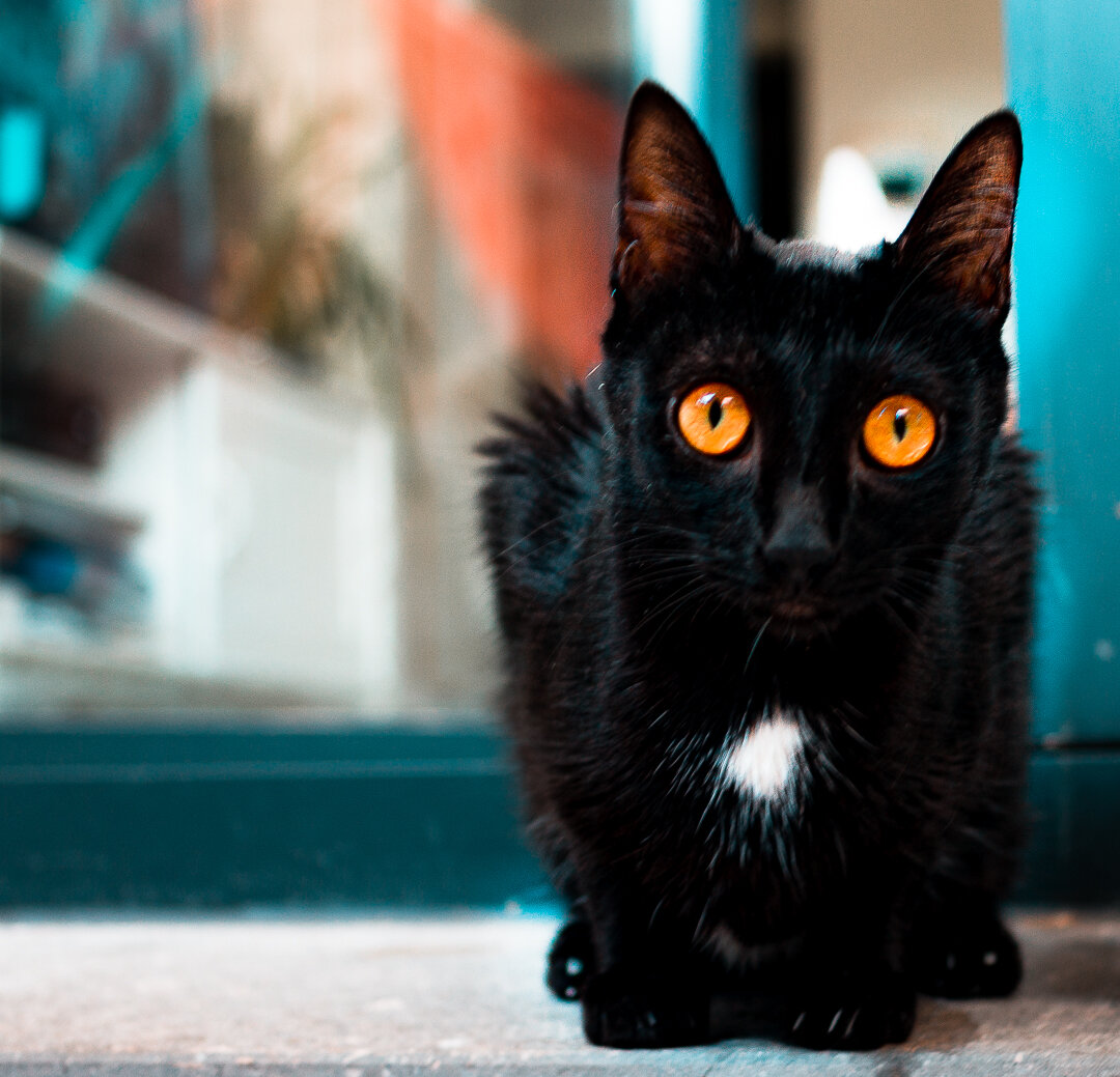 Наша испанская пантера