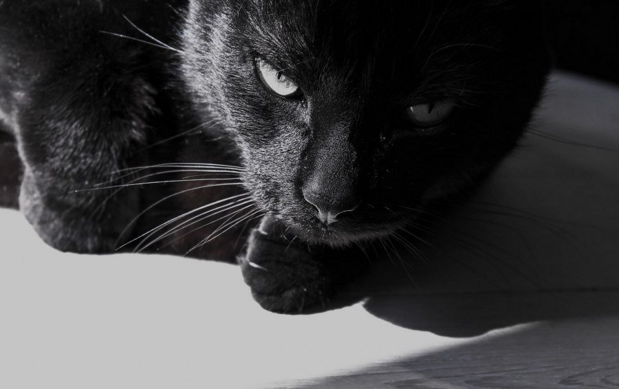 фото из свободного источника