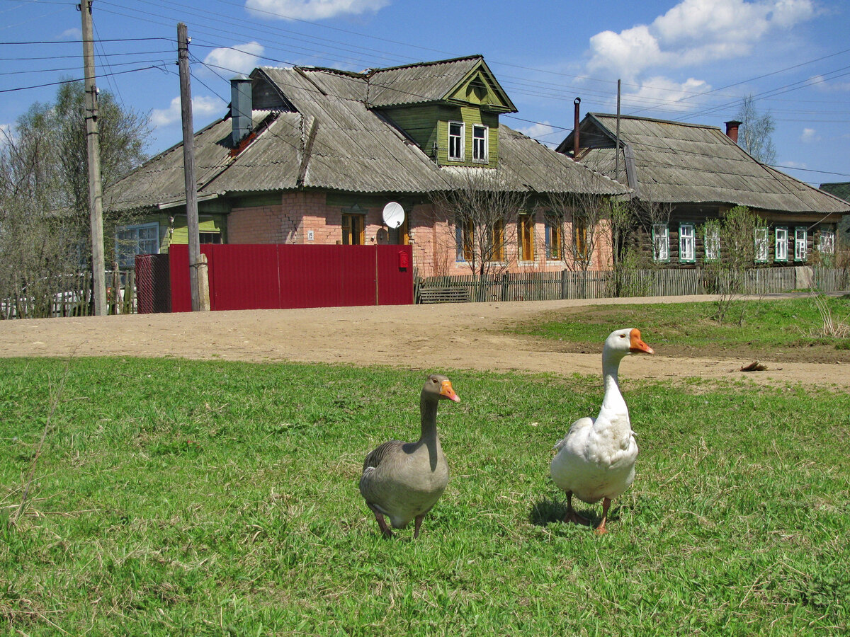 Местные гуси. Фото 2013 года