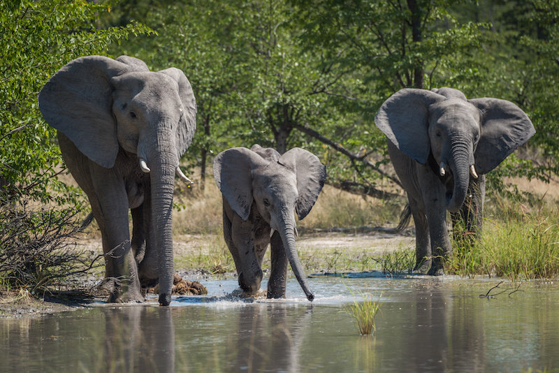 Слон пьющий воду. Семья слонов на водопое. Слоны на водопое. Слоны в воде. Слоны пришли на водопой.