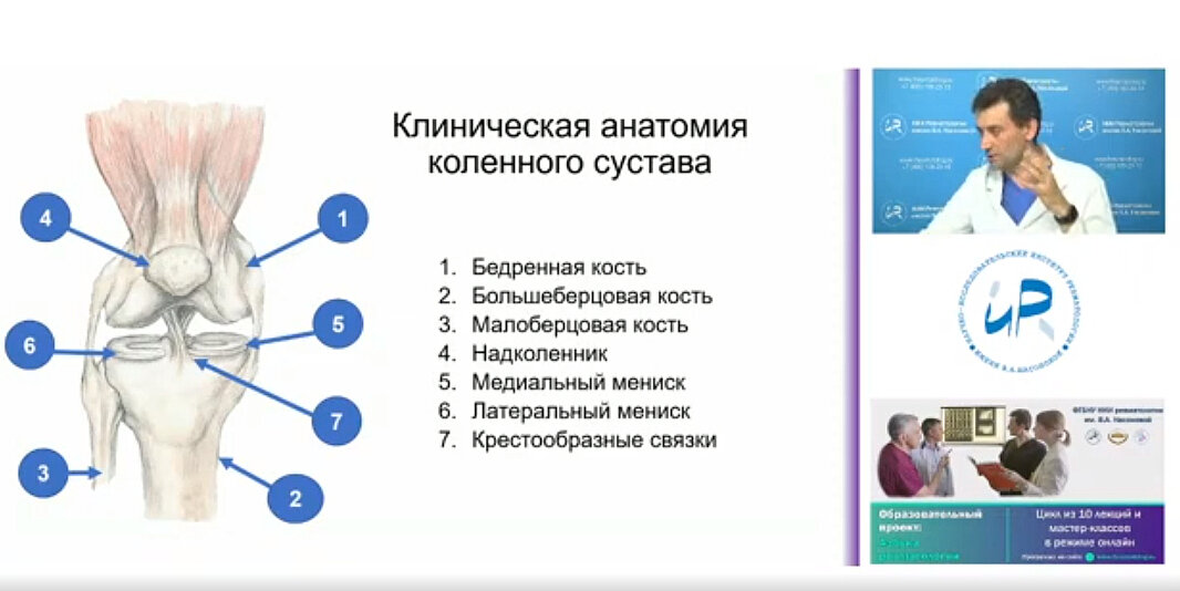 Слайд по анатомии коленного сустава из доклада Максима Анатольевича Макарова