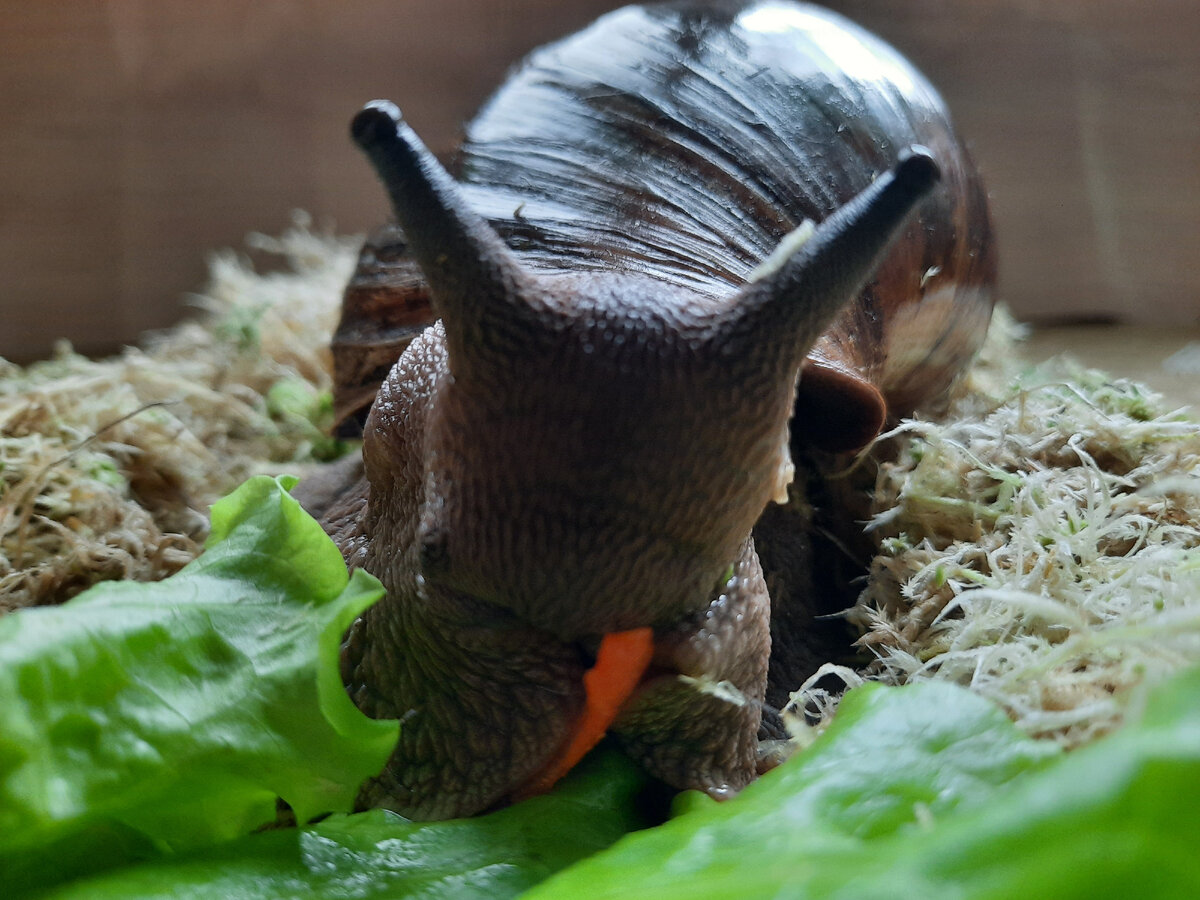 Улитка вида овум XXL. 