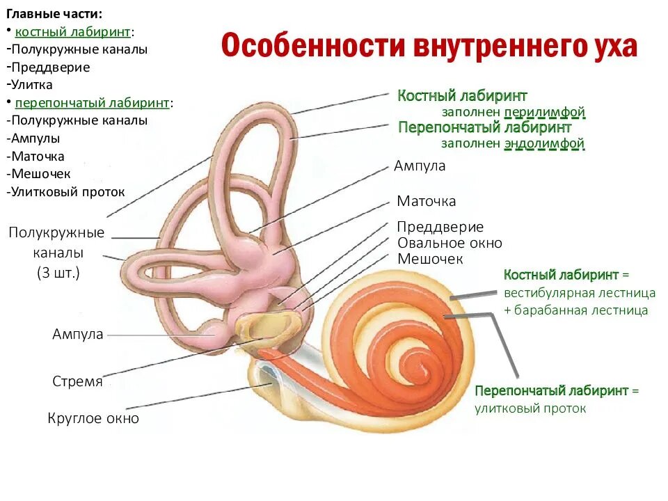 Стенки преддверия уха