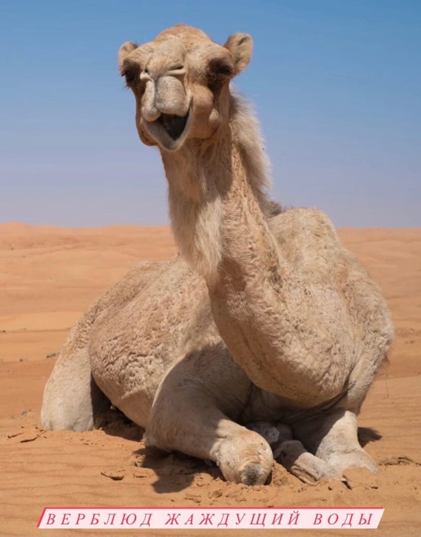 Верблюд в жаркой пустыне жаждущий воды