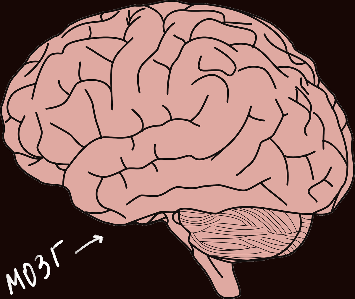 Что такое человеческий мозг?Краткое объяснение. | Умный Карась | Дзен