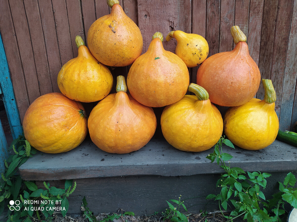 Это с одного куста