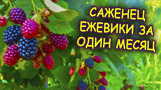 Ежевика выращивание и размножение верхушками. Как за 1 месяц вырастить саженец ежевики. Как размножать ежевику. Росяника.