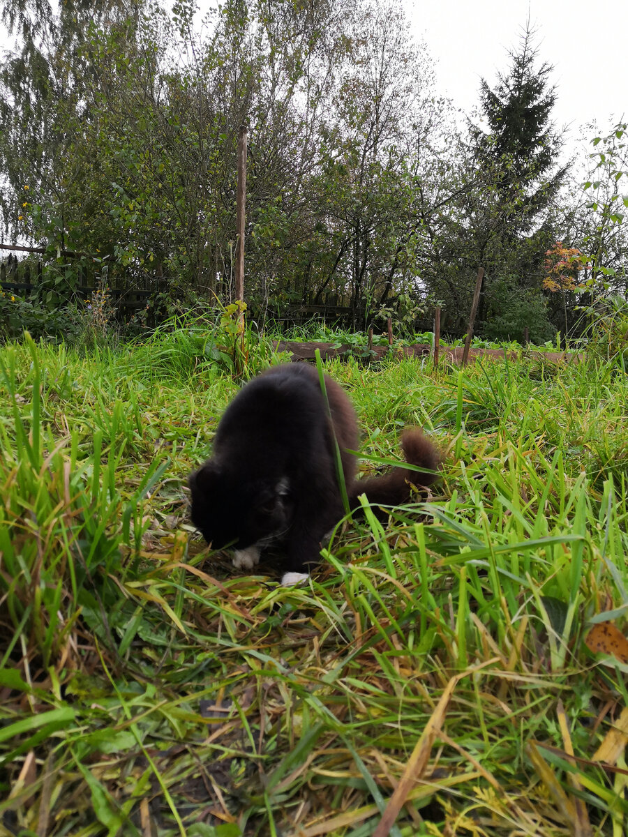 Помогал копать грядку!