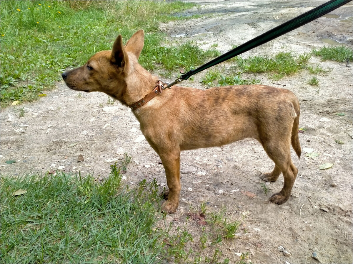 Первый визит в ветеринарную клинику