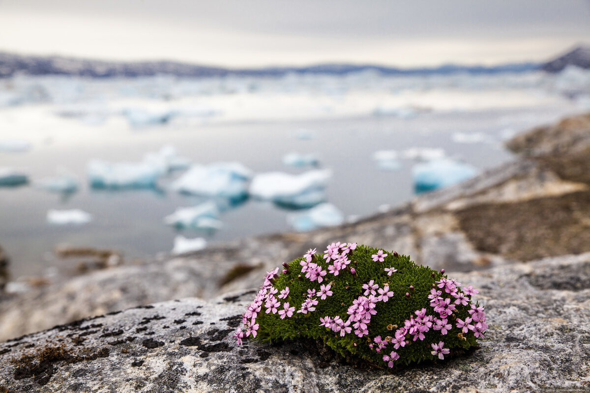 Flowers in antarctica. Полярная камнеломка. Камнеломка в Арктике. Камнеломки на острове Врангеля. Арктические пустыни камнеломка.