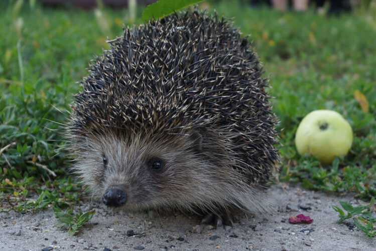 Источник: https://zhivotnyeplanety.ru/wp-content/uploads/2020/12/5587696_xlarge.jpg