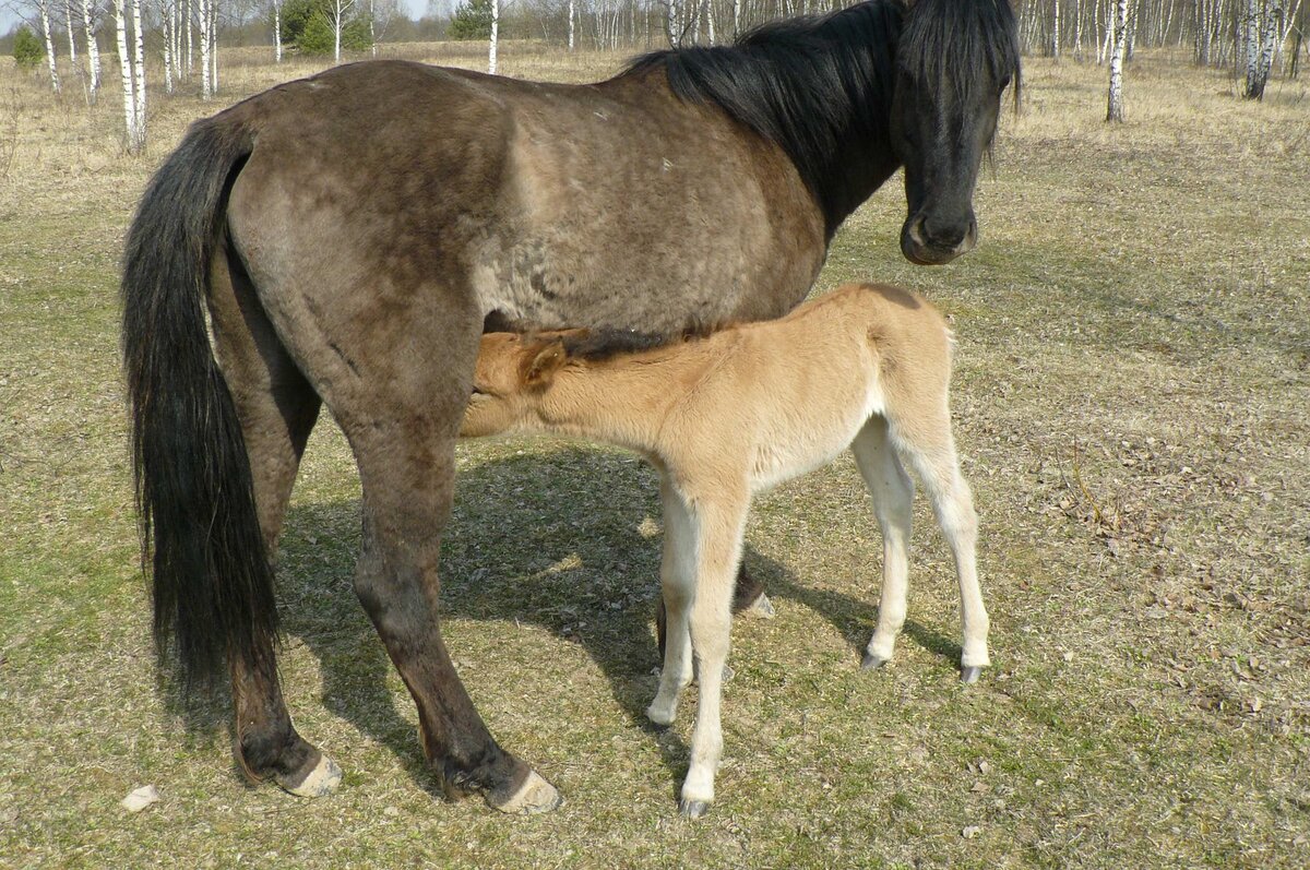 Судя по фото, лошади успешно дают потомство. Но сколько лошадей всего было когда проект был начат неизвестно пока что.