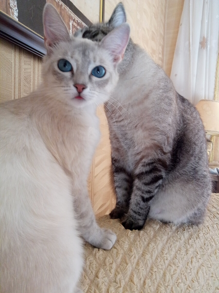 Фото из архивов автора. Наши любимцы, Гоша и Муся. Мы их подобрали на улице и они стали для нас самыми лучшими 