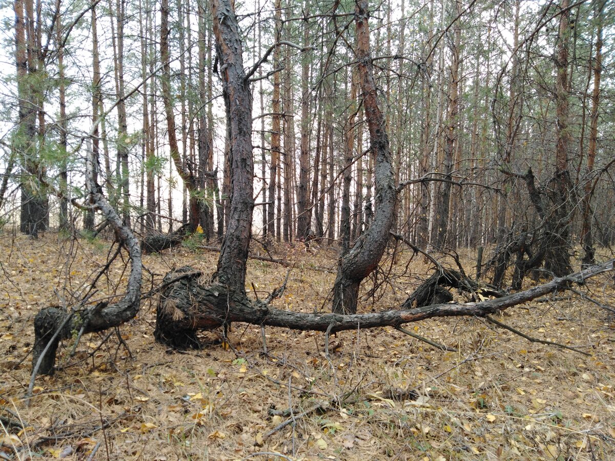 фото автора. Эти деревья растут на горе Извоз в Челябинской области