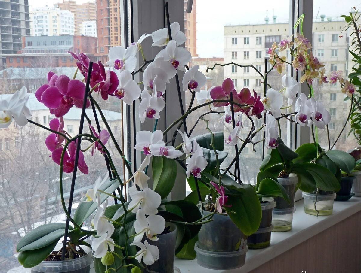 🌺Пересадка орхидеи Фаленопсис🌺⁣⁣