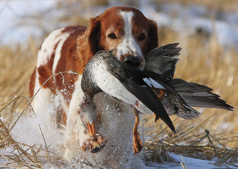 Метис курцхаара и лабрадора. Легавая курцхаар. Лабрадор легавая. Сеттер пойнтер курцхаар. Пойнтер гончая.