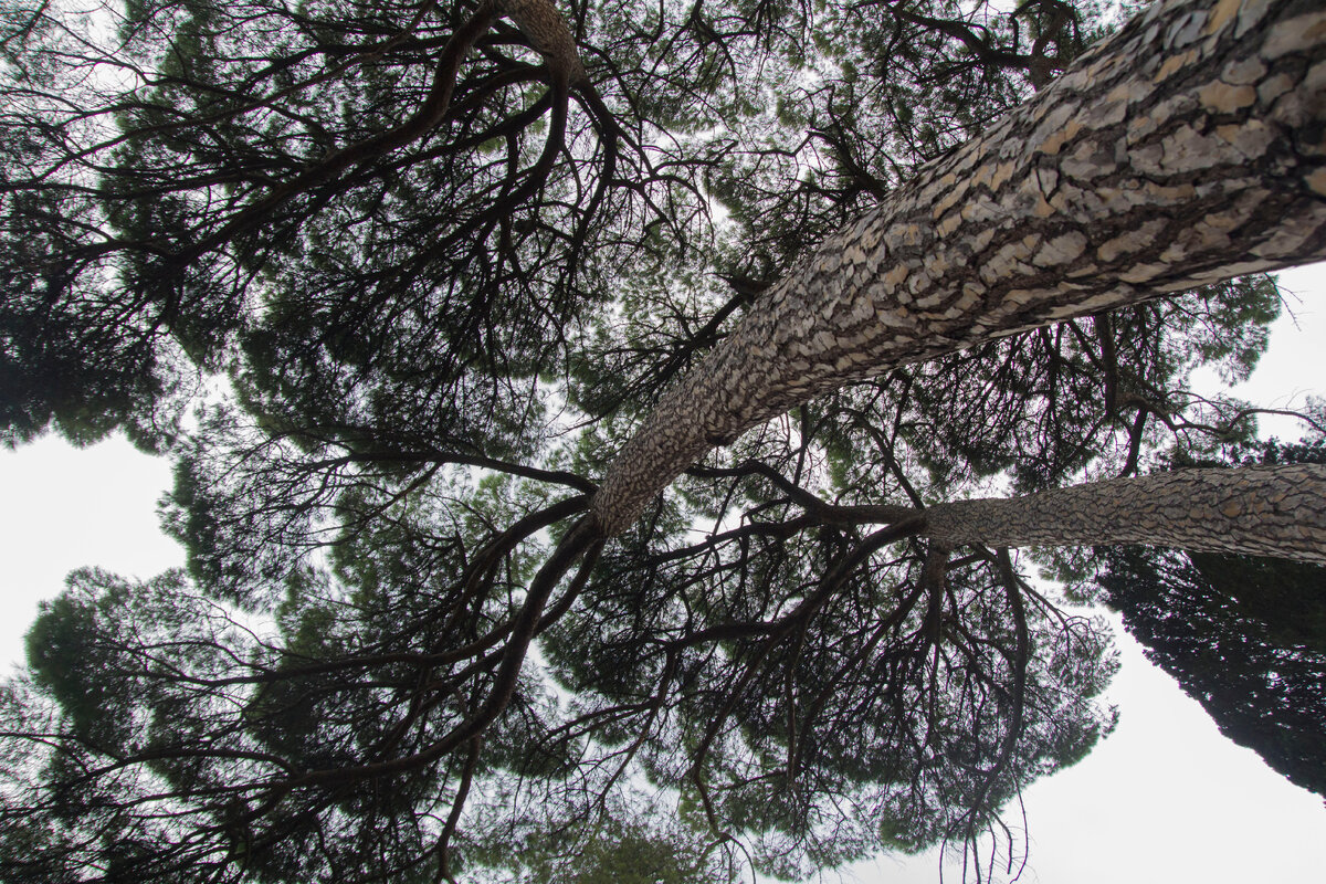 Дуб каменный