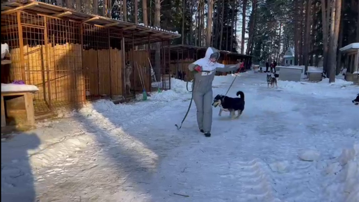 Вот это пируэты! Танцуют все - и собаки, и волонтеры